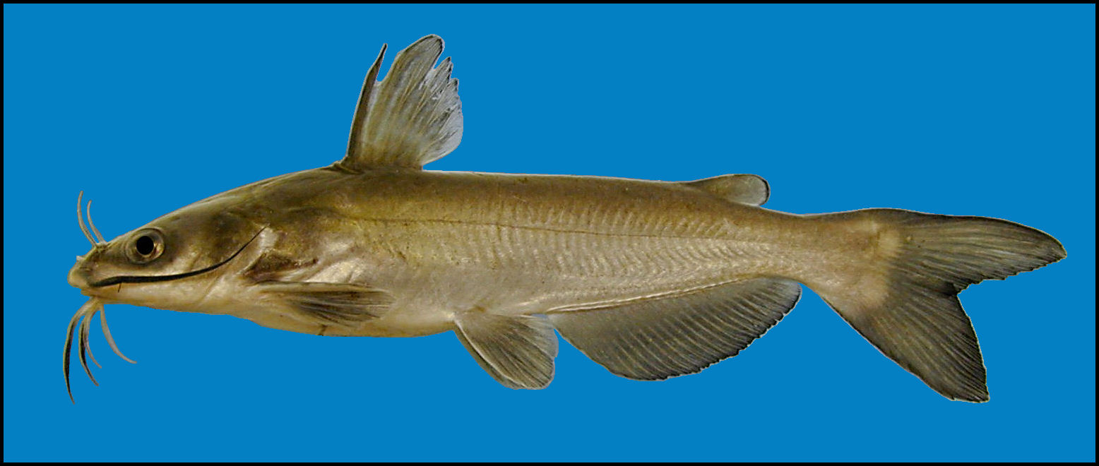 channel catfish Ictalurus punctatus